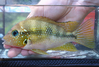Yellow Cichlid