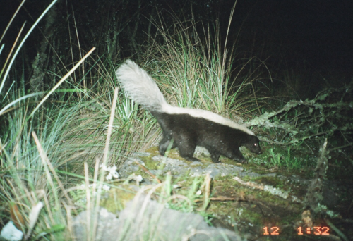 American Hog-nosed Skunk