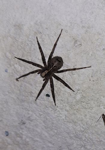 Chococtenus miserabilis