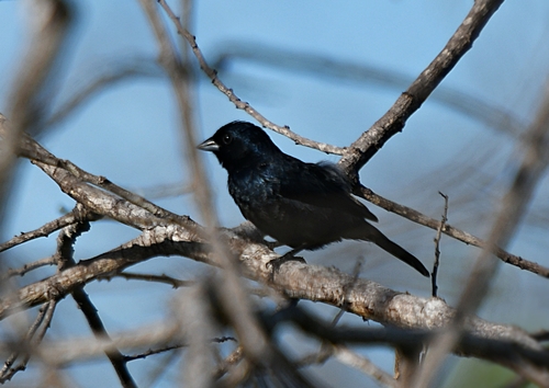 Blue-black Grassquit