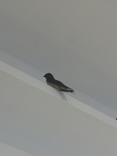Barn Swallow
