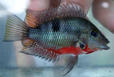 Firemouth Cichlid