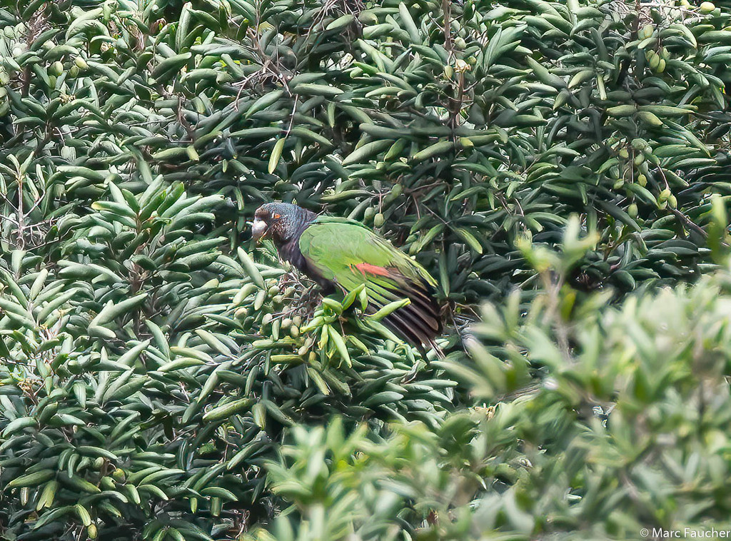 Imperial Amazon photo