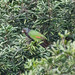 Imperial Parrot - Photo (c) Marc Faucher, all rights reserved, uploaded by Marc Faucher