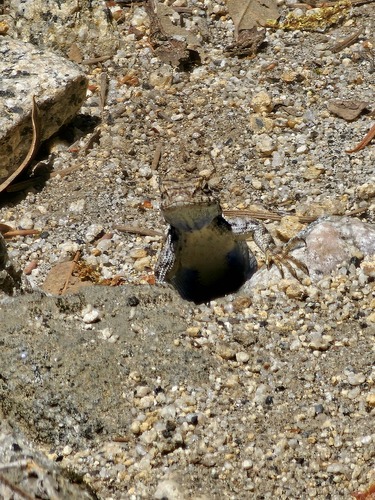 iNaturalist observation photo of Spiny Lizards