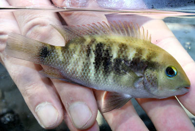 Peten Cichlid