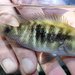 Peten Cichlid - Photo (c) Michael Tobler, all rights reserved, uploaded by Michael Tobler