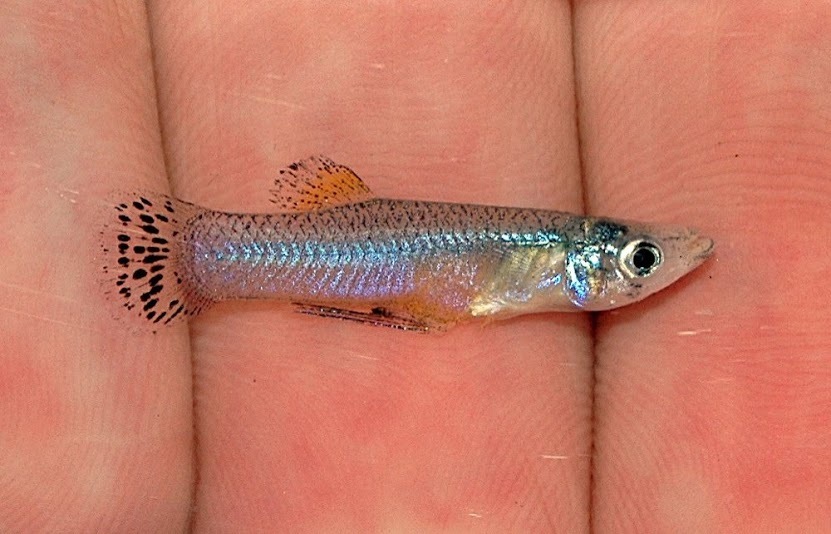 Widemouth Gambusia from Banos del Azufre, west of Teapa, Tabasco ...