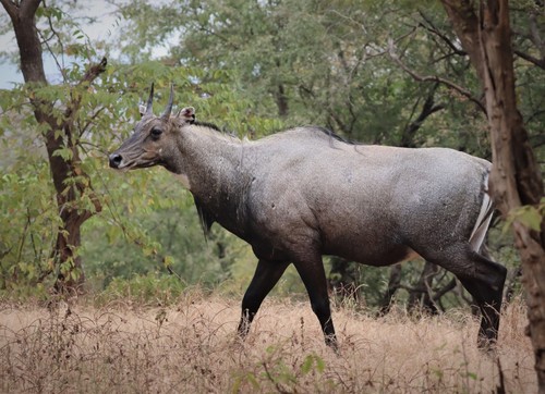 Nilgai