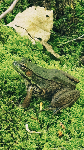 Green Frog