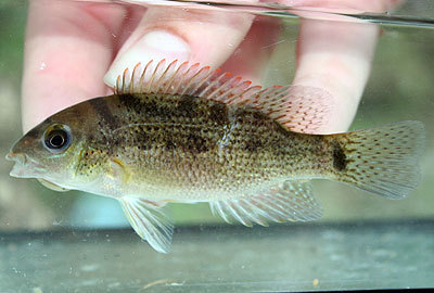 Freckled Cichlid