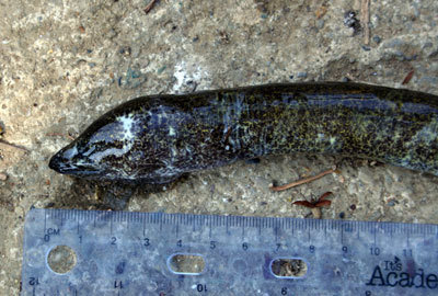 Obscure Swamp Eel