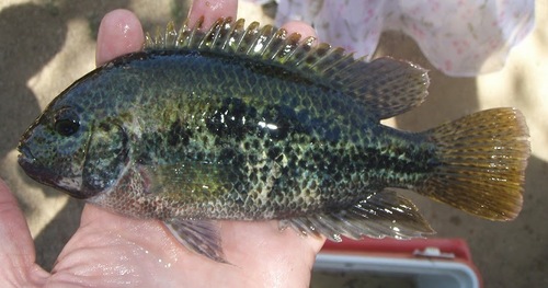 Tailbar Cichlid