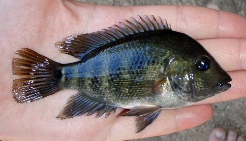 Blackthroat Cichlid