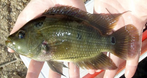 Threespot Cichlid