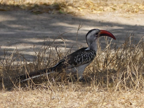 Northern Red-billed Hornbill