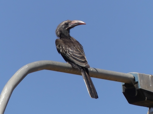 Hemprich's Hornbill