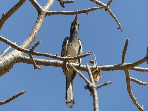 African Gray Hornbill