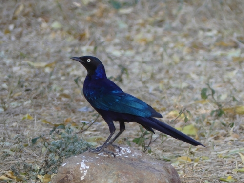 Lamprotornis purpuroptera aeneocephalus