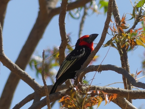 Black-billed Barbet