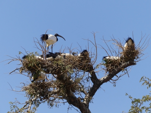 African Sacred Ibis