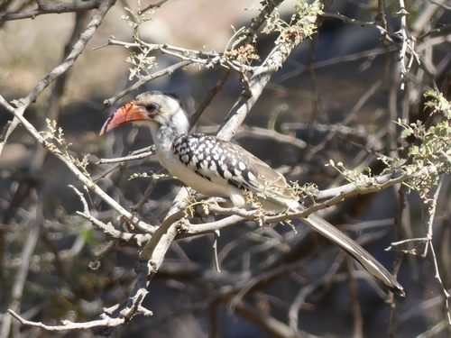 Northern Red-billed Hornbill