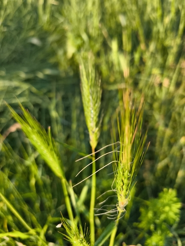 wall barley