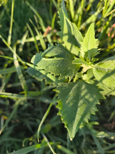 Common Lambsquarters