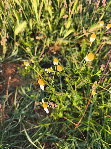 German Chamomile