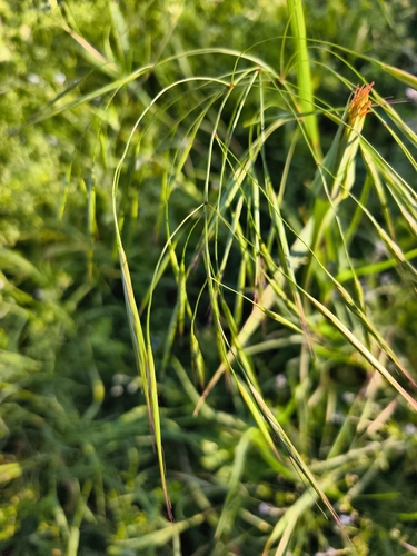 Barren Brome