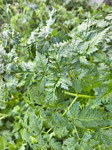 poison hemlock