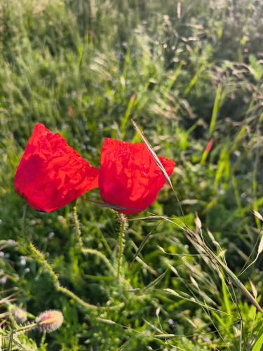 common poppy