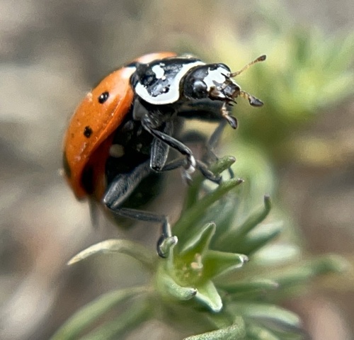 Convergent Lady Beetle