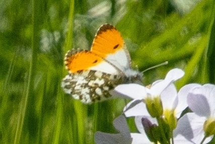 orange-tip