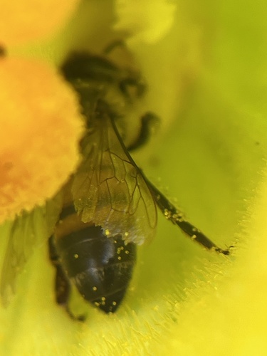 Western Honey Bee