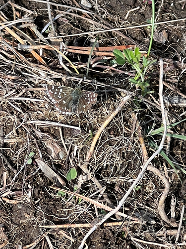 Grizzled Skipper