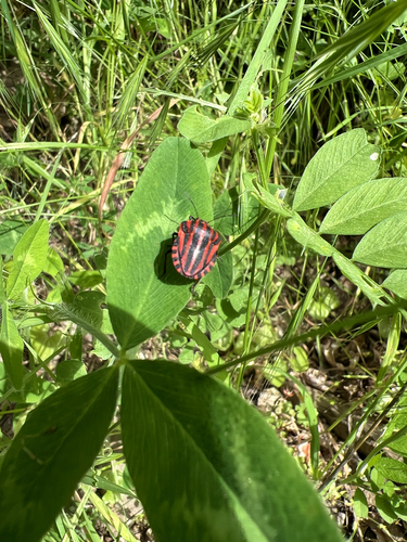 Continental Striped Shield Bug