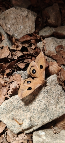 Tau Emperor Moth