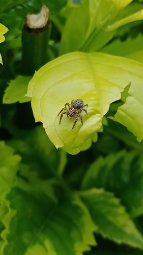 Pantropical Jumping Spider
