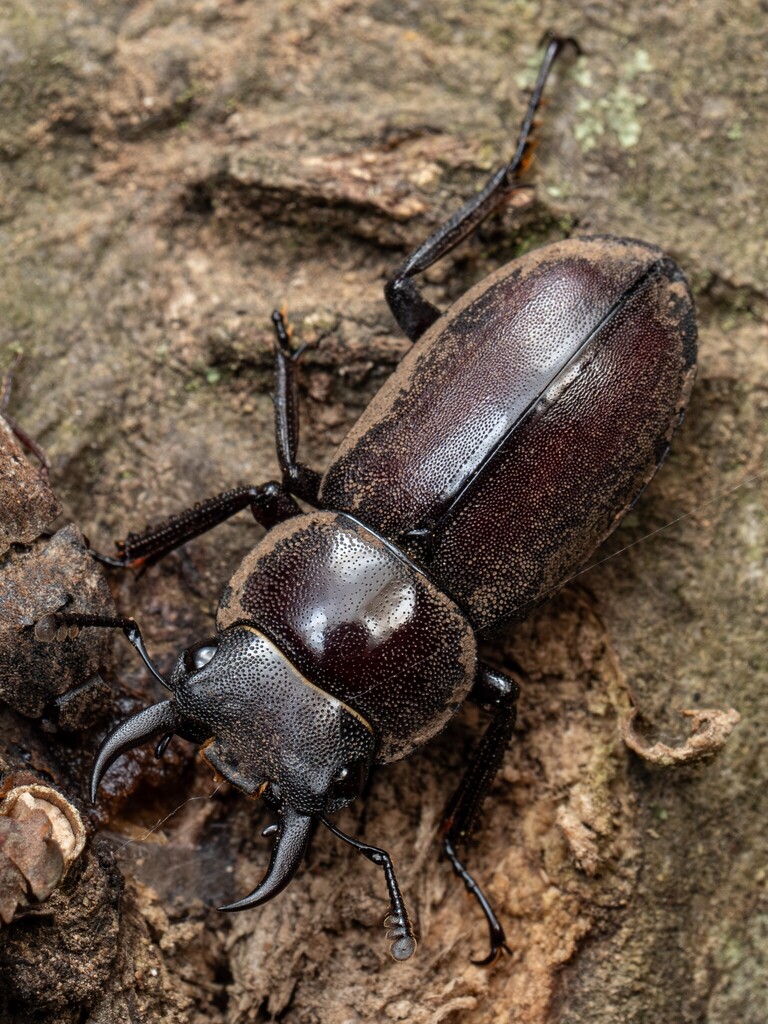Dorcus rectus rectus in May 2026 by YUKI · iNaturalist