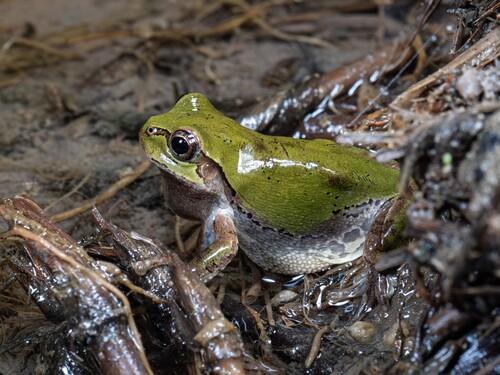 Eastern Japanese Tree Frog