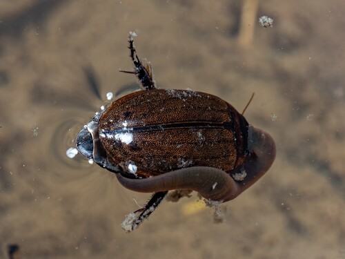Cosmopolitan Diving Beetle