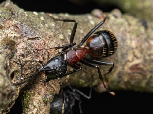 Camponotus obscuripes