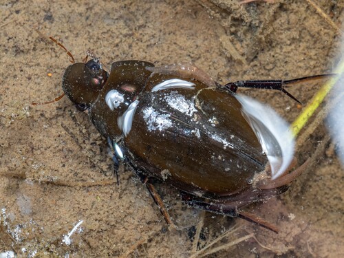 Dark Diving Beetle