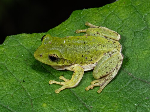 Schlegel's Green Tree Frog