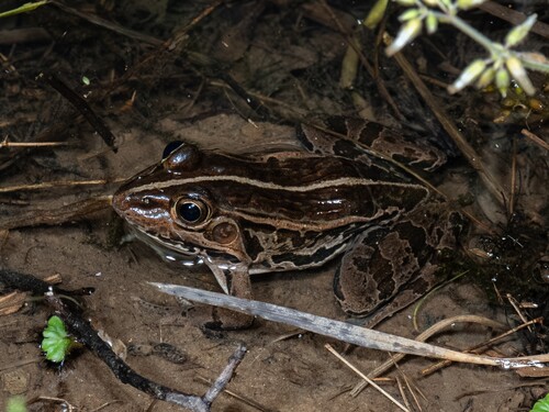 Black-spotted Frog