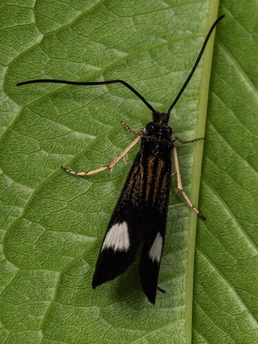 Perissoneura paradoxa