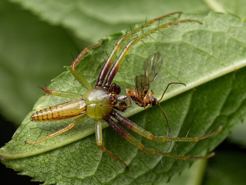 Oxytate striatipes