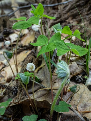 Oxalis nipponica