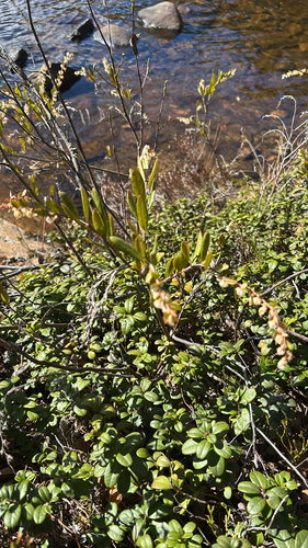 leatherleaf